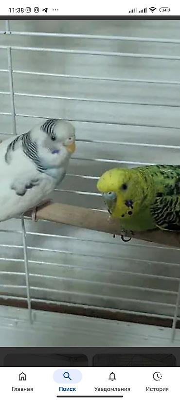 Птицы: Волнистые попугаи (пара) - Вид: волнистый попугай (Melopsittacus — 4