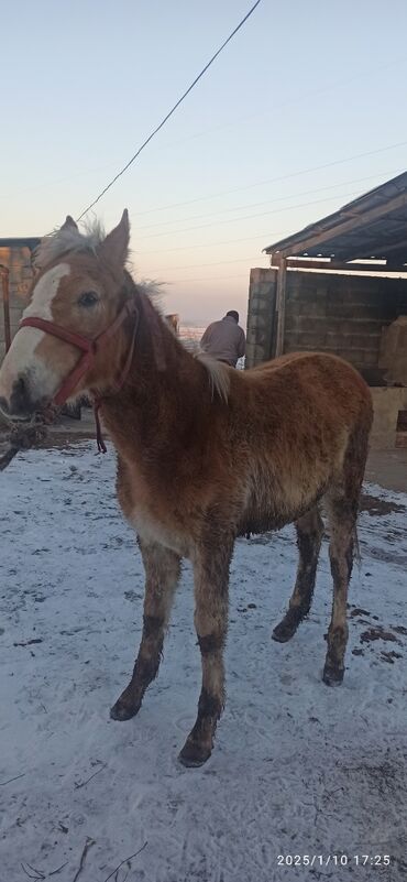 Лошади, кони: Продаю | Жеребенок