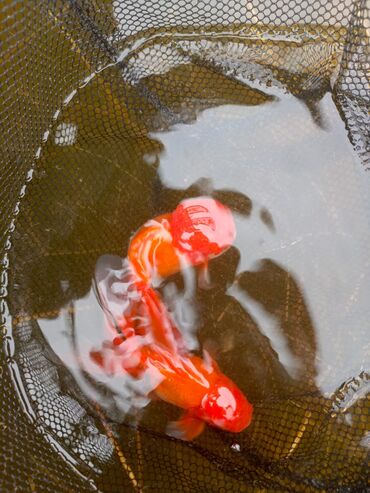 Akvariumlar: Oranda 2 quyruq qiyməti 2 manat 4 quyruq qiyməti 3 manat. Ünvan — 6