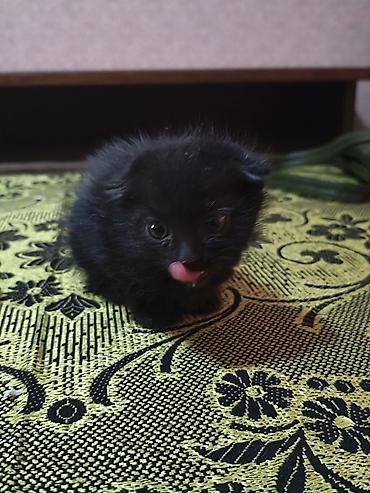 кошка майкун: Отдам котят в добрые руки. Котята веслоухие, породистые. Есть 3 котят — 4