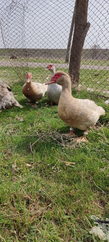 Другие с/х животные: Мускусная утка (индоутка), светло-серая окраска с красной маской на — 5