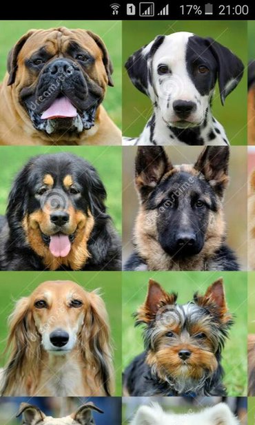 различные породы собак: Возьму даром породистых собак разных пород возраст и пол значение