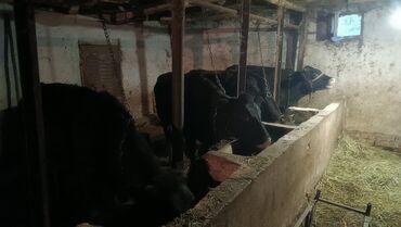 куплю мясо индейки оптом: Продаю | Тёлка | Ангус | На откорм | Привязанные