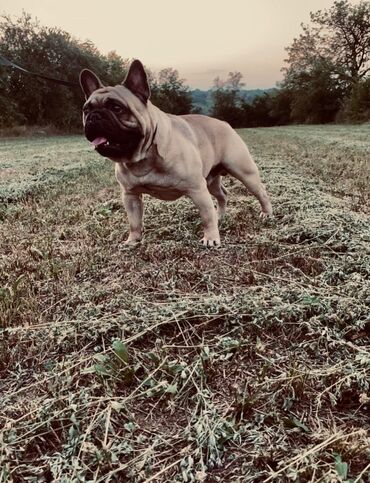 Psi: Dostupni vrhunski stenci francuskog buldoga- još dva dečaka i dve — 6