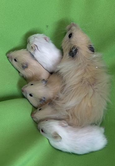 Хомяки: Продаются хомячки ручные. В нашем питомнике вы можете приобрести — 16