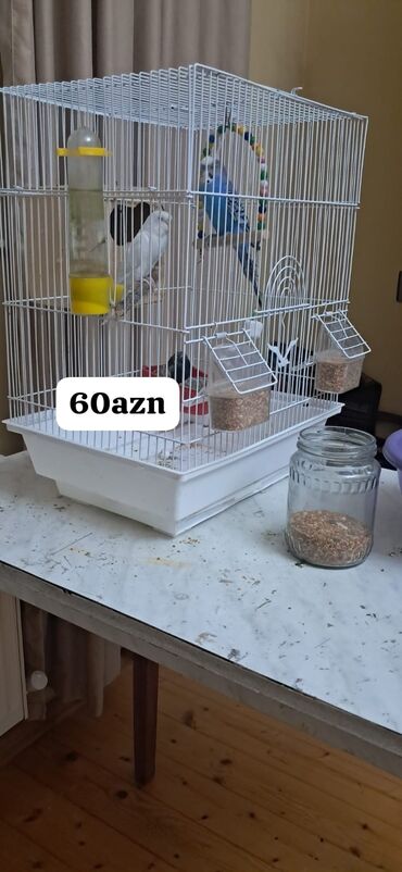 *Tutuqusu satilir yuvasi ile birlikde qiymet 60azn unvan bine Atcilik