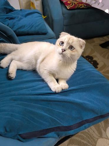 британская короткошерстная кошка вислоухая: Шотландский вислоухий котёнок (Scottish Fold) - Окрас: светлый крем с — 1