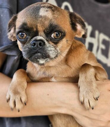 Psi: Na prodaju 4 ženke: Belgijski Grifon. Petit Brabancon. Exotic boja na lalafo.rs — 13 Psi: Na prodaju 4 ženke: Belgijski Grifon. Petit Brabancon. Exotic boja — 13