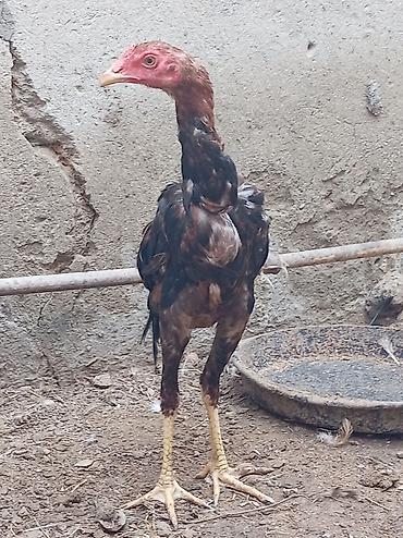 serebrist: Xoruz, il: 4, Ödənişli çatdırılma — 5