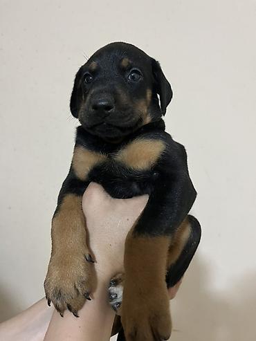 dişi doberman: Doberman, 1 ay — 3