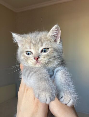 Pişiklər: Şinşilla, Erkək, Yaxşı əllərə -da lalafo.az — 4 Pişiklər: Şinşilla, Erkək, Yaxşı əllərə — 4