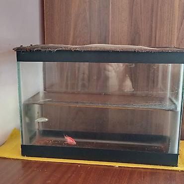 inek sagan aparat: Balıqlarla birlikdə, 7 l, Ünvandan götürmə — 4