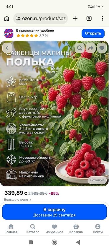 сушка сухофруктов: Саженцы малины «Полька» (ремонтантный сорт) Токмок 3 жыл мурун — 2