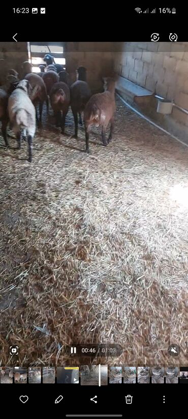 Quzu: Super emlik quzular diri çəkisi 10 manata — 9