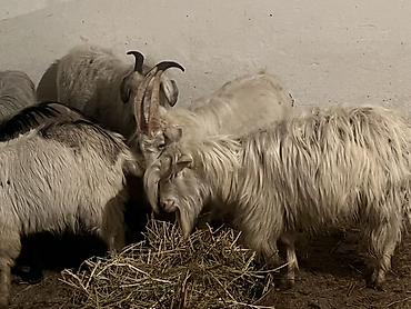 Козы, козлы: Продаю | Коза (самка) | Для разведения | Племенные — 2