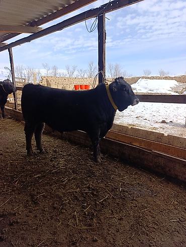 Коровы, быки: Продаю | Бык (самец) | Голштин, Швицкая, Алатауская | На откорм | Привязанные — 4