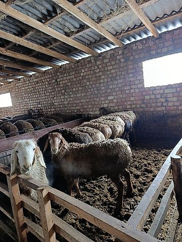 Баран, овца: Продаю | Баран (самец) | Арашан | Для разведения | Племенные — 11