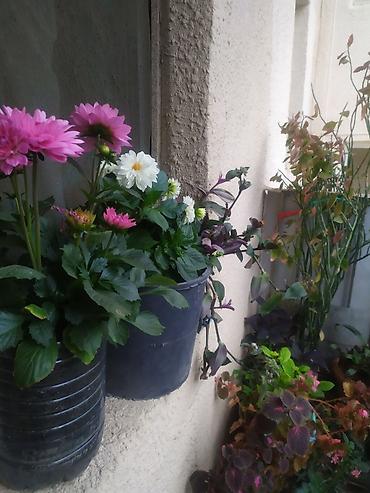 kala: Balkon üçün müxtəlif növ saksı bitkiləri və şirəli/sukkulent — 2