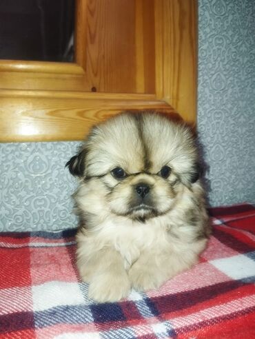 İtlər: Pekines, Erkek, Peyvəndli, Ünvandan götürmə — 11