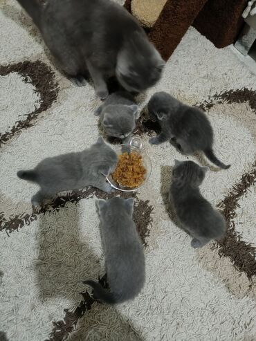 pişik ücün: Şotland, Erkək, Dişi, Yaxşı əllərə, Ödənişli çatdırılma