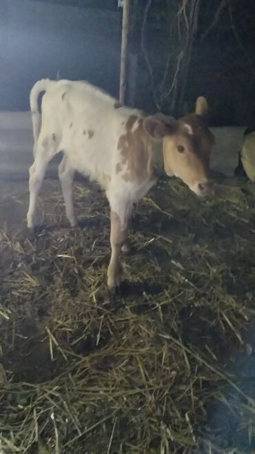 Inəklər, öküzlər: Məhsul: İnək (iribuynuzlu heyvan) Xüsusiyyətlər: - Rəng: Ağ-krem — 9