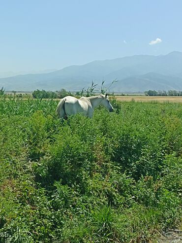 Лошади, кони: Продаю | Кобыла (самка) | Английская | Конный спорт | Племенные — 9