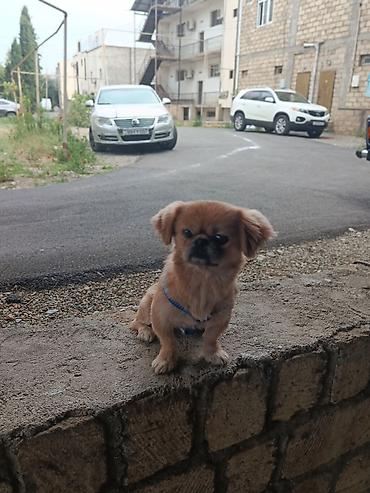 kangal itləri: Pekines, 1 il, Erkək, Ünvandan götürmə — 1