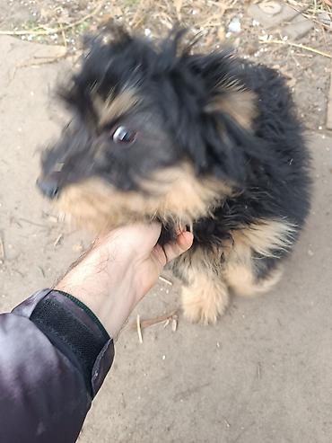 Продажа собак: Отдам в добрые руки!. Щенки маленькой породы/метиса. Пушистая шерсть — 3