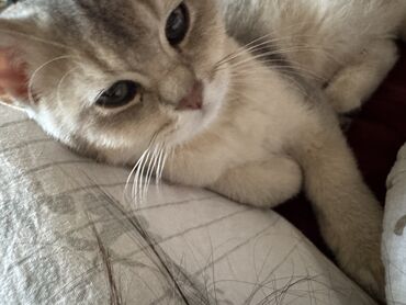 британская короткошерстная кошка вислоухая: Британские котята, серебристо-голубой окрас (золото шиншилла силвер)