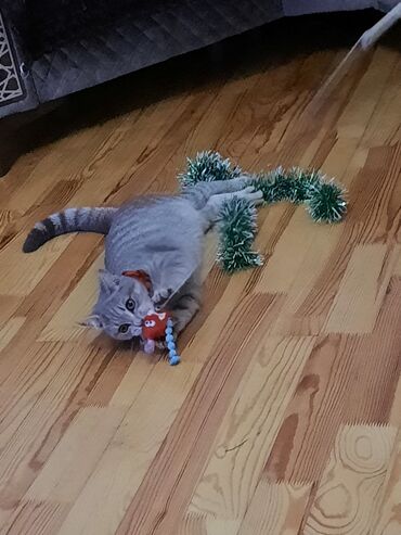 Pişiklər: Tabbi, Yaxşı əllərə — 1