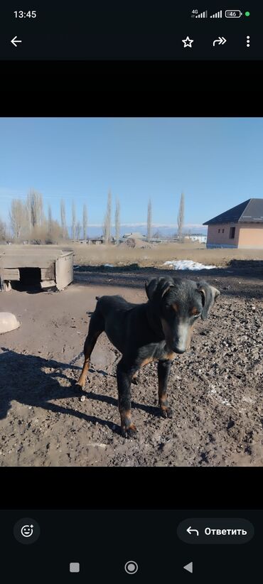 собаки кошки: Ягдтерьер, 2 месяца, Самка, С родословной