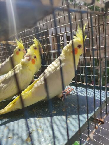 Tutuquşları: Bala korellalar yalniz zeng vitaminli — 2