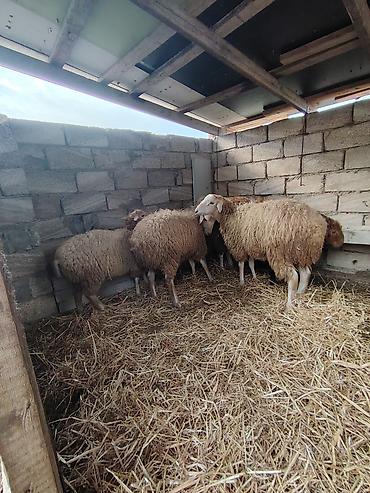 qoyun paltarı: Hamsi Erkek heyvanlardi elde baxilib diri cekisi 10 manat qiymet — 3
