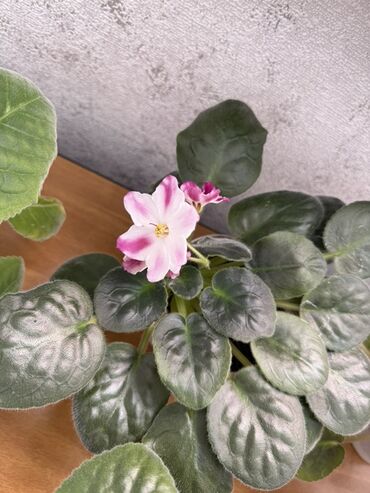 Фиалки и глоксинии: Фиалки (сенполии) комнатные, коллекционные сорта — 2