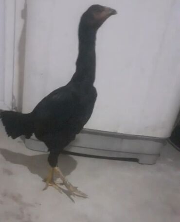 отдам котят в добрые руки: Курица, Для разведения at lalafo.az отдам котят в добрые руки: Курица, Для разведения