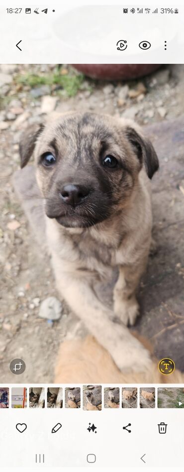 Продажа собак: Отдам в хорошие руки! Щенки метисов - Милые щенки с короткой густой — 2