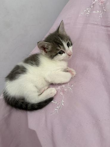 Pişiklər: Erkək, Dişi, Yaxşı əllərə — 2