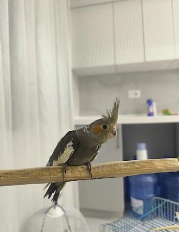 попугай ара купить: Nimfa (cockatiel) papağanı – əl öyrədilə bilən, ağıllı və mehriban ev — 3