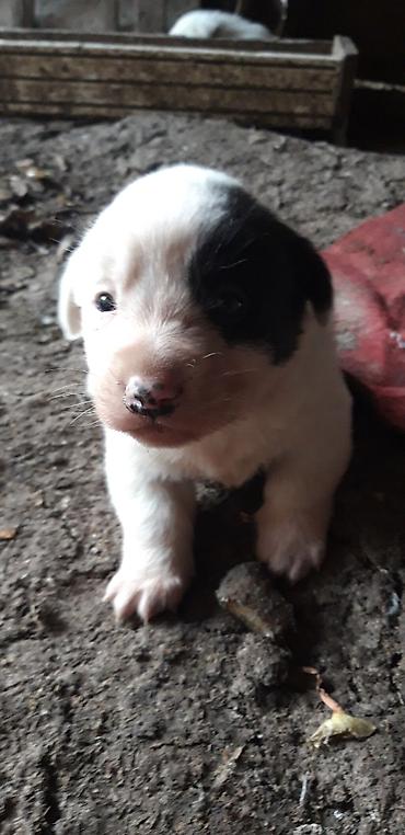 Heyvanlar üçün digər mallar: Zvanok balaları satılır. - Yaş: 1 aylıq - Qidalanma: sərbəst yemək — 2