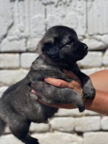 mesanac zlatnog retrivera i labradora: Čistokrvni štenci kavkaskog ovčara, oštenjeni 14.05.2025. Dostupna 3