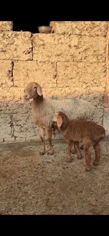 Qoyunlar, qoçlar: Qoyun ana bala ilə - Növ: Yerli cins quzu ilə ana qoyun - Ana -da lalafo.az — 9 Qoyunlar, qoçlar: Qoyun ana bala ilə - Növ: Yerli cins quzu ilə ana qoyun - Ana — 9