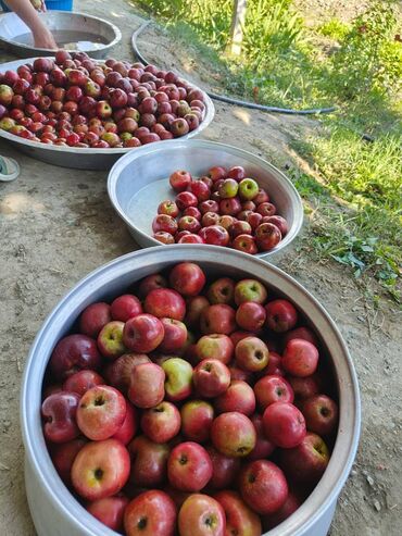 Souslar və ədviyyatlar: Evdə,təbii üsulla hazırlanmış(GMO-suz) Qəbələnin QIZILƏHMƏDİ — 11