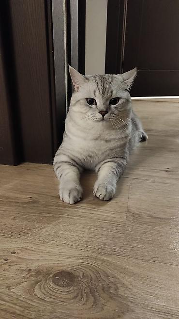 silver şinşila: Şinşilla, Erkək, Cütləşmə üçün — 2