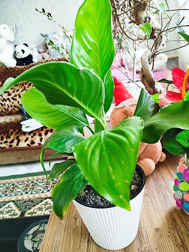 Спатифиллум (Spathiphyllum) в декоративном кашпо - Компактный куст с