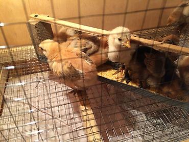 Зоотовары: Брудер для цыплят. универсальный Брудер жожого бодоного коенго хомяка at lalafo.kg — 4 Зоотовары: Брудер для цыплят. универсальный Брудер жожого бодоного коенго хомяка — 4