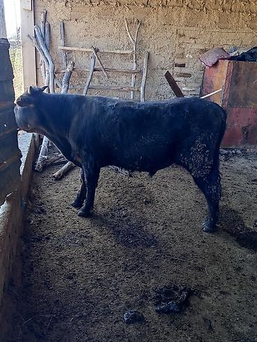 Коровы, быки: Продаю | Бык (самец) | На откорм — 8