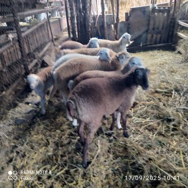 Digər kənd təsərrüfatı heyvanları: Əmlik quzular kiloqramı 10 manat bir az böyük quzular kiloqramı 9 — 11