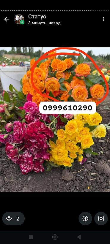 Rose saplings: Саженцы роз в контейнерах - Ассортимент садовых роз (разные сорта и — 30