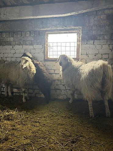 Баран, овца: Продаю | Овца (самка) | На забой, Для разведения | Матка — 8