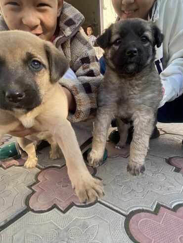 купить золотистого ретривера: Ит бекер берилет: Жөнөкөй ит, 1 айлык, Ургаачы